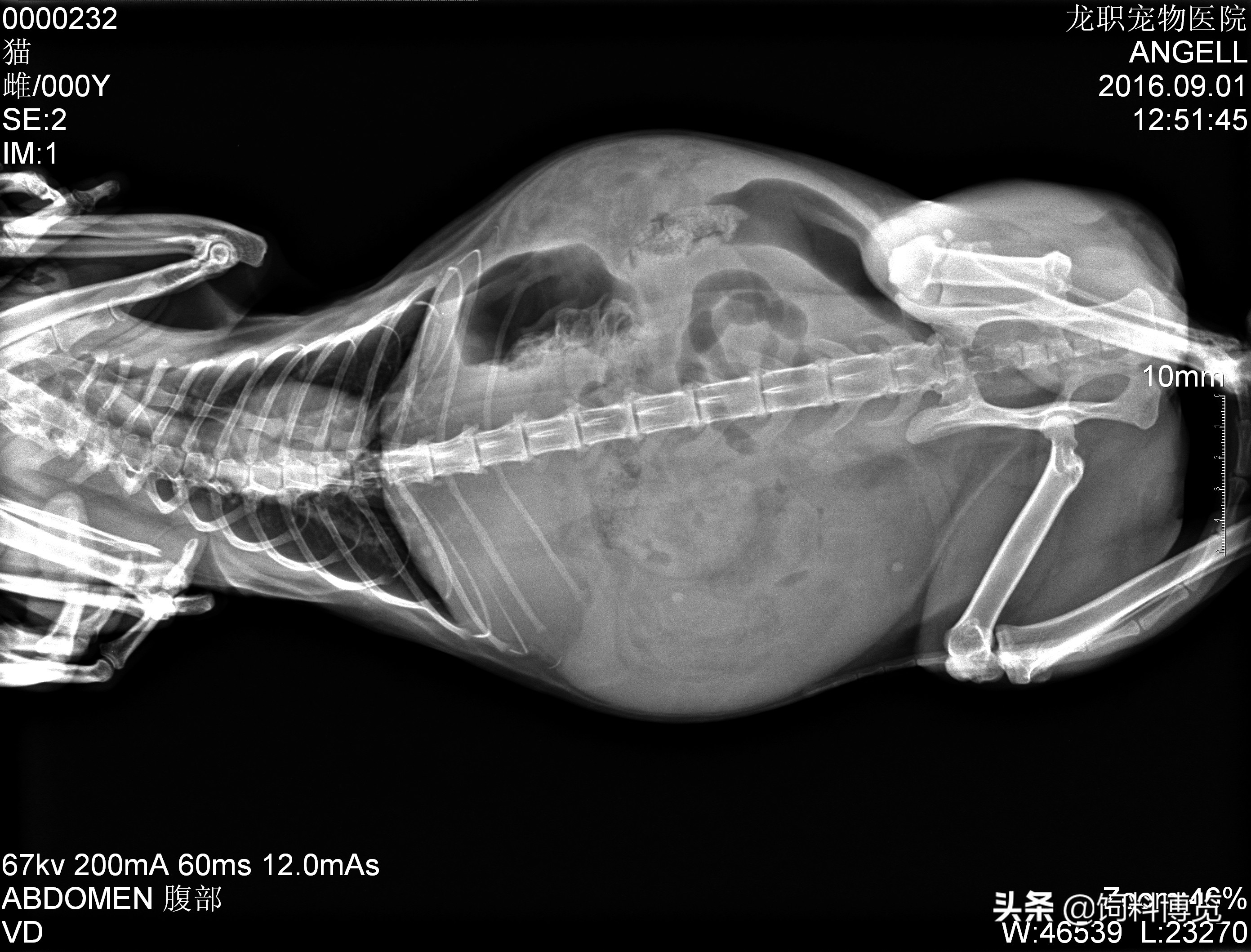 宠物子宫蓄脓概率,猫子宫残端蓄脓怎么治疗