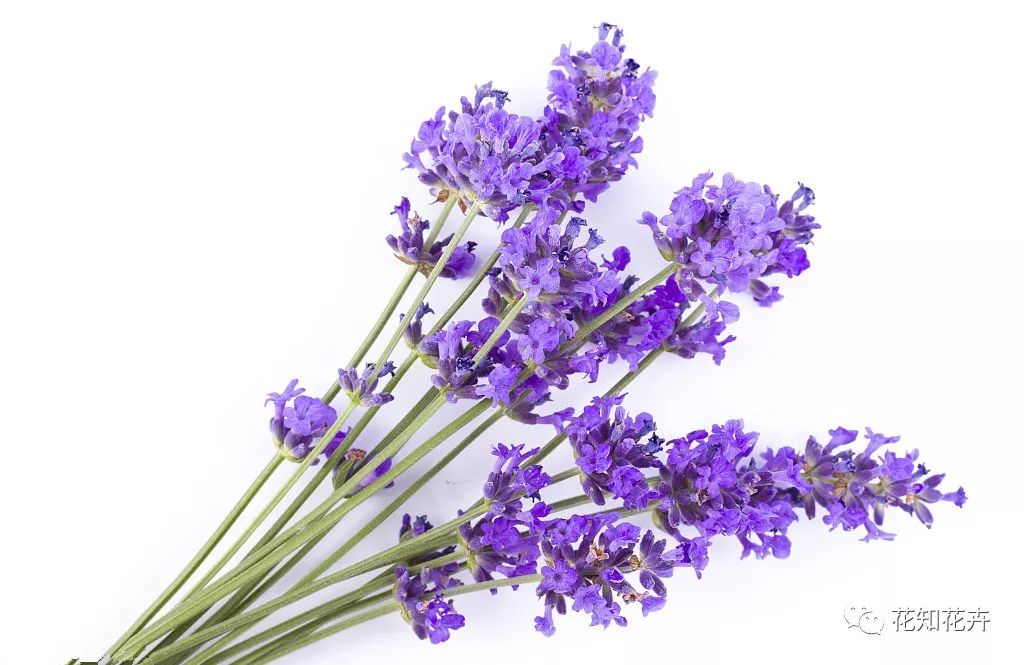 薰衣草真假精油的鉴别方法,熏衣草干花真假辨别