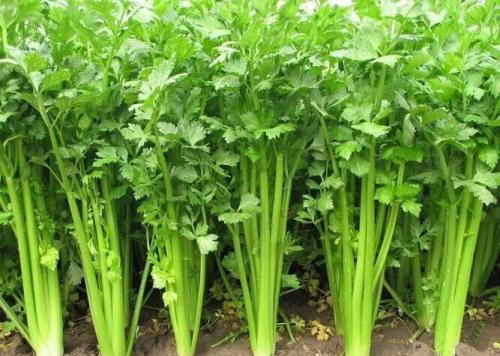 青岛最值得买的十大特产,青岛特产必买十大特产清单