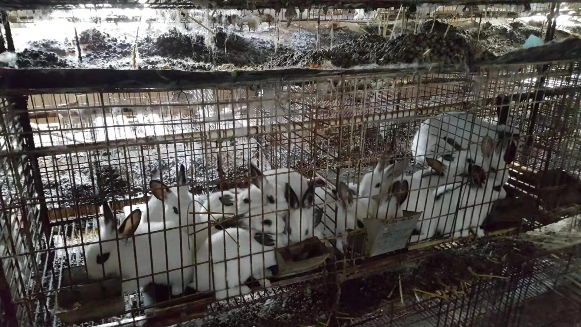 母兔养殖笼自制,如何改造兔笼