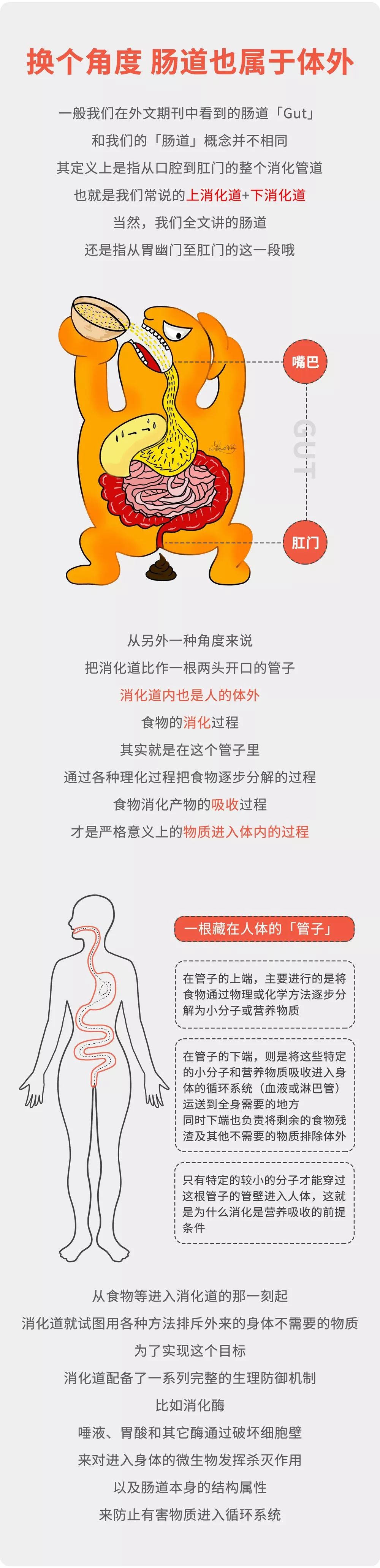 肠画短说：肠漏？它和我们的大多数疾病相关，现在了解还不晚