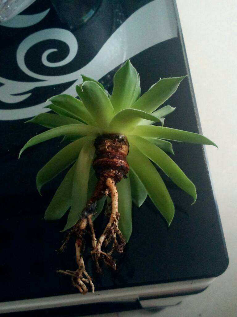 多肉烂根要如何处理?生死回转有妙招,自己在家就能救