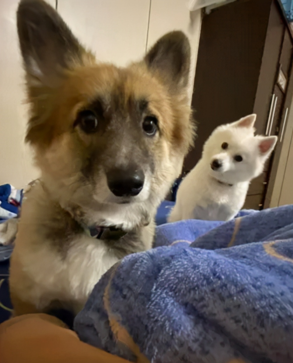 养了只黑色的柯基，一年后却成了“狐狸”，用漂*粉白**洗的？