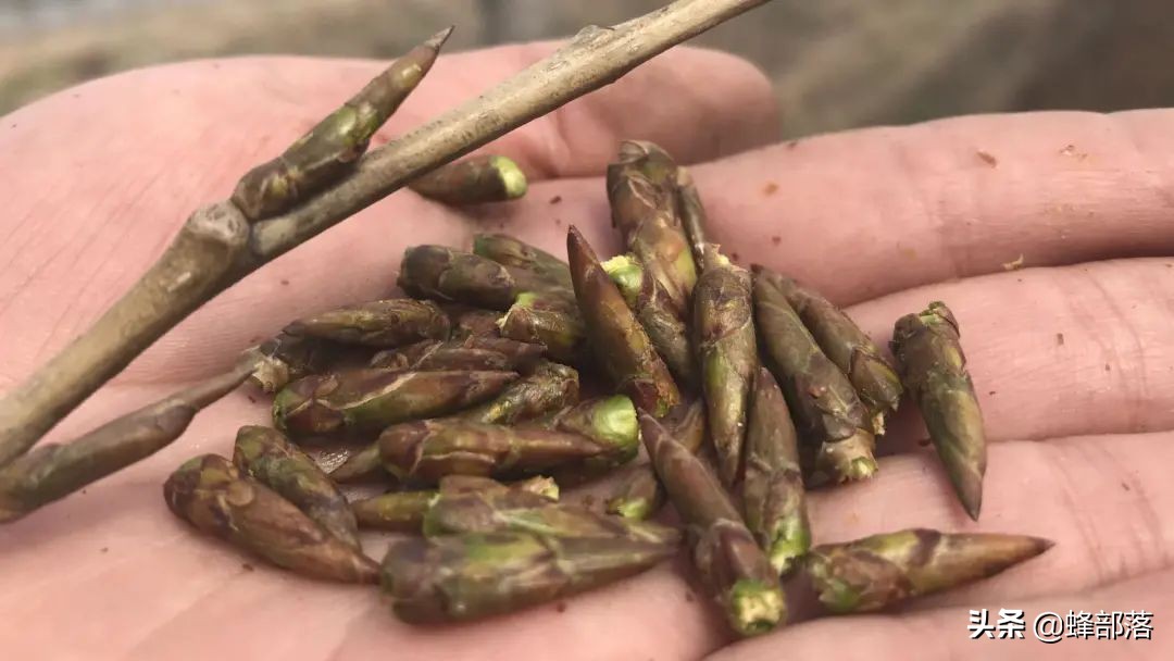 洋槐蜜造假,造假椴树蜜