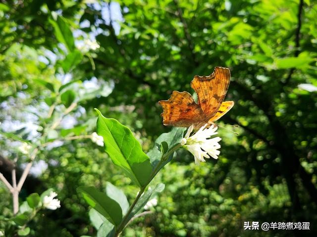 游玩北京香山公园之行,7月的北京香山公园图片