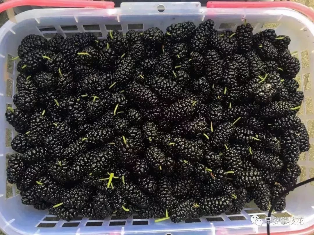 好吃的攀枝花当季新鲜水果 (攀枝花这两天特色水果)