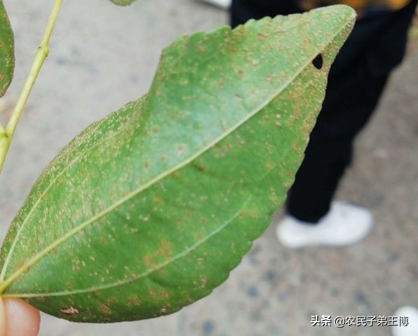 红枣树黄叶死树怎么办,红枣树膨果技术与管理