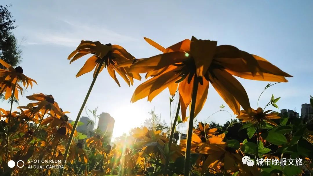 城晚拍拍丨飞鸟过帆影