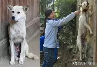 土狗的优势,土狗的三个基本行为