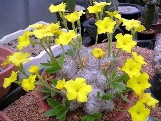 那些天价的植物,十大最值钱的植物