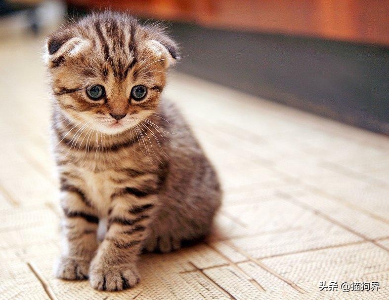 养猫咪喜欢抓东西怎么解决,猫咪爱抓家具怎么办