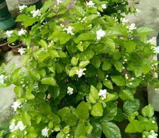 带回家的松针土该怎么处理？杀虫灭菌、发酵，几个月就成养花土