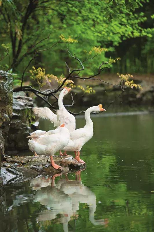 鲁迅刻早字的图片,鲁迅刻早字的故事
