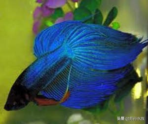 斗鱼日常维护用什么药,斗鱼鱼缸日常维护