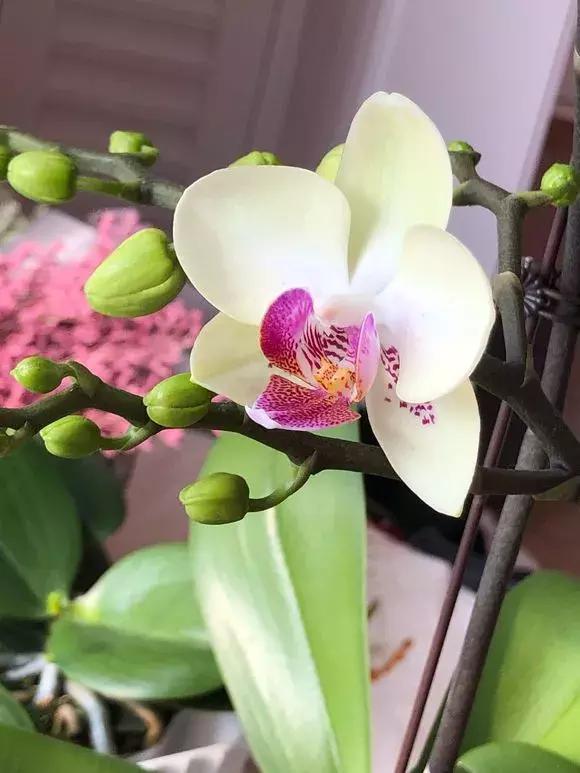 北方养蝴蝶兰用什么植料,北方适合养哪种蝴蝶兰