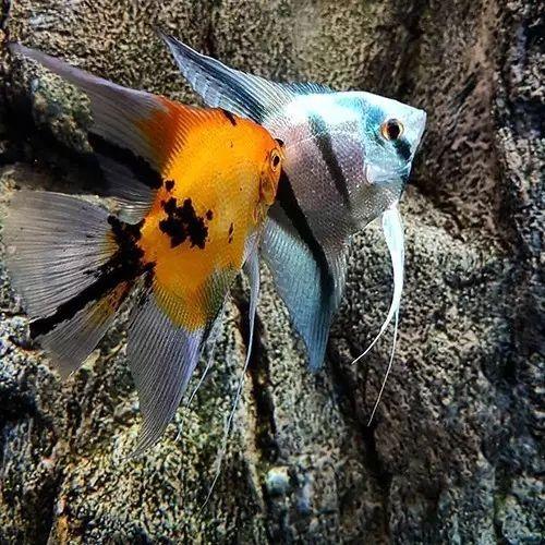 怎么在同城买鱼,刚买的燕鱼需注意什么