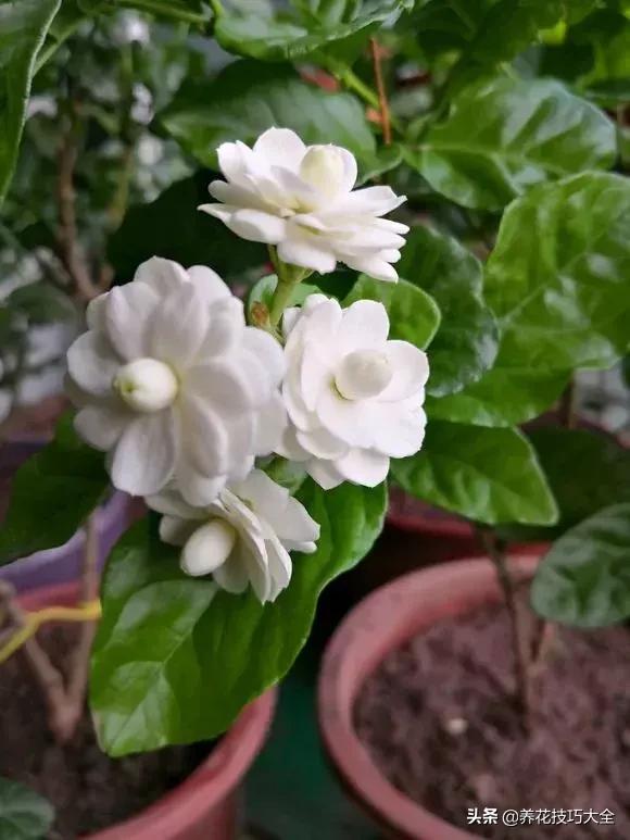 花土是碱性用什么肥,怎么知道花土是酸性还是碱性