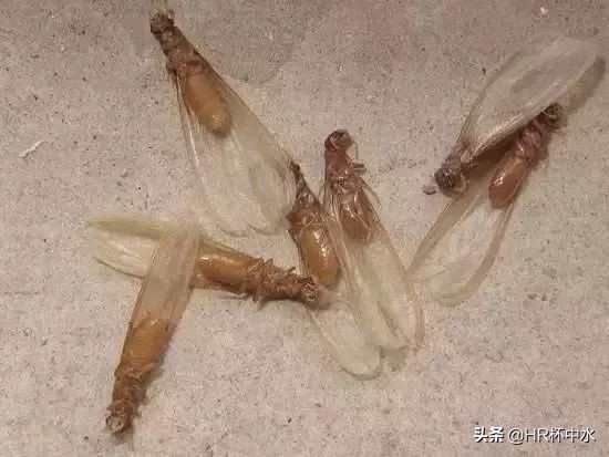 雨天晚上，如何防治飞进家里长翅膀的白蚁虫？全面白蚁虫知识介绍