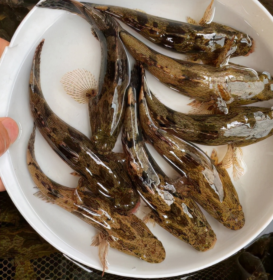 笋壳鱼为什么说是傻鱼,笋壳鱼是本土鱼吗