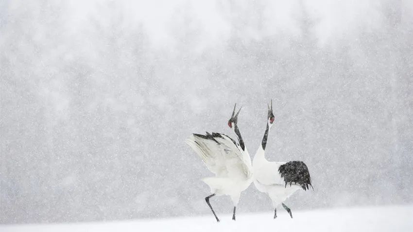 仙鹤起舞水粉画,仙鹤起舞展翅飞
