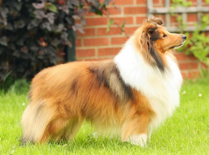 喜乐蒂偏瘦如何饲养？