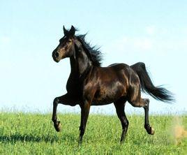 古代名马除了赤兔还有什么,古代十大名马分别是谁的坐骑