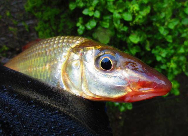 铅头钩和德州钓组哪种好,实战铅头钩最强绑法