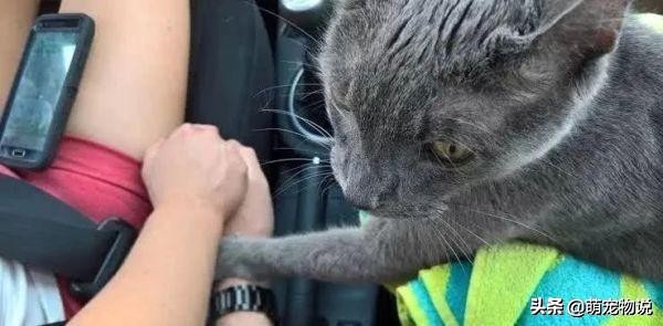 猫咪生病被治好感谢主人,猫咪一生的告别