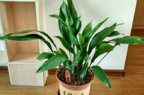 怎样制作适合花草生长的营养土,自制单纯种菜营养土最简单方法