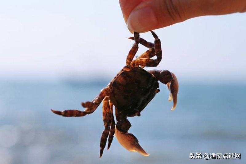 大连这个小岛不去看一看，真的会后悔