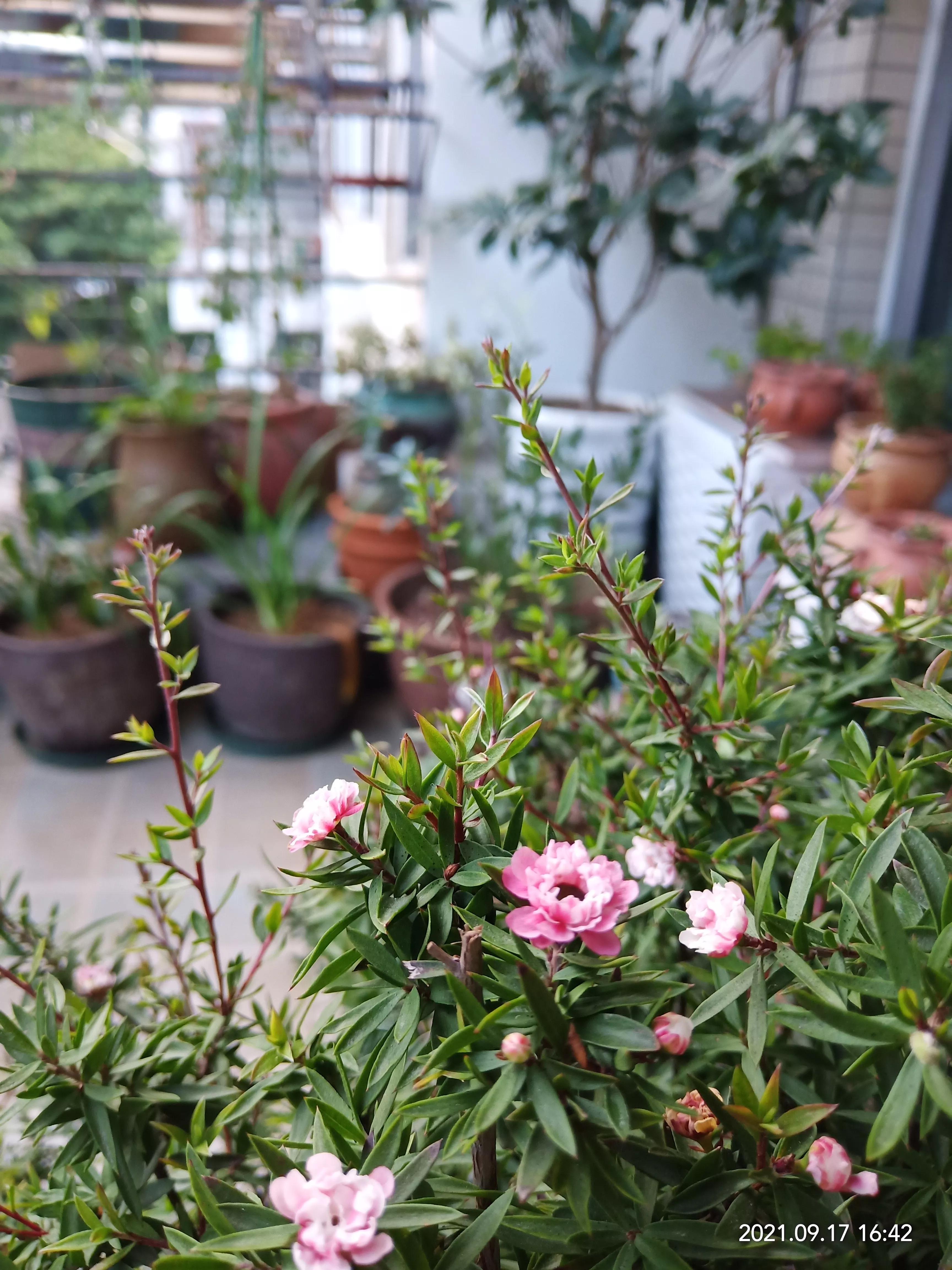 松红梅醒花方法,松红梅催花