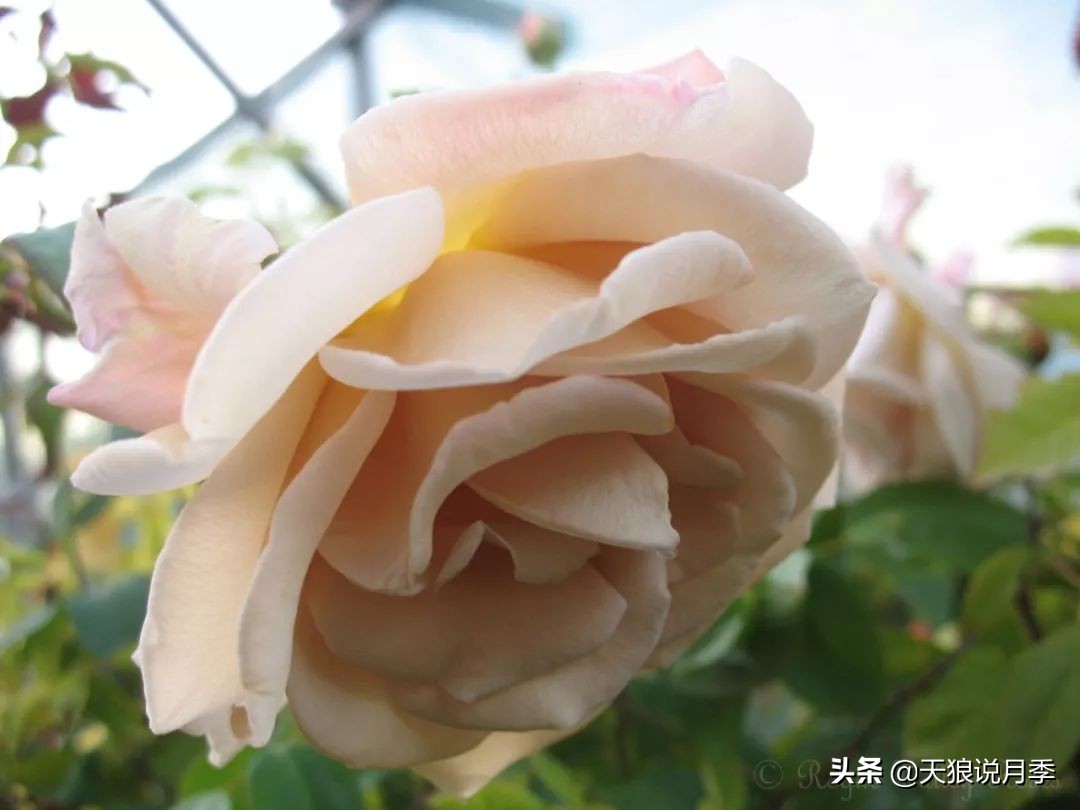 复古色月季什么品种的花好看,值得入手的复古色月季