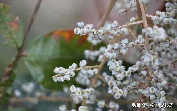 在野外没有盐怎么办,在野外怎么能够弄到盐