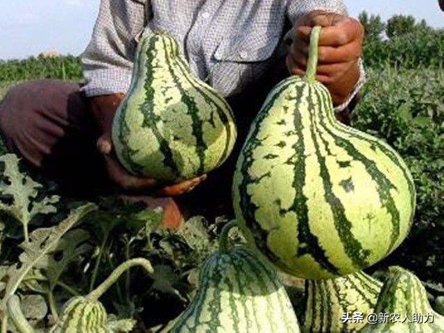 怎么防治西瓜爆裂,西瓜畸形用什么药补救