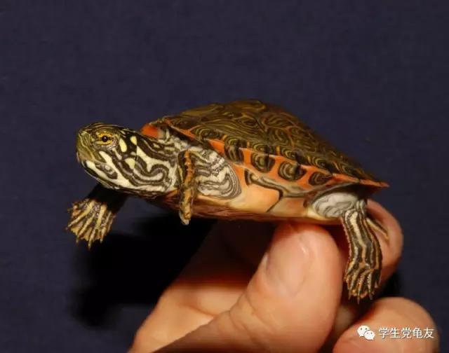 锦上添花浓淡相宜,花龟的发色