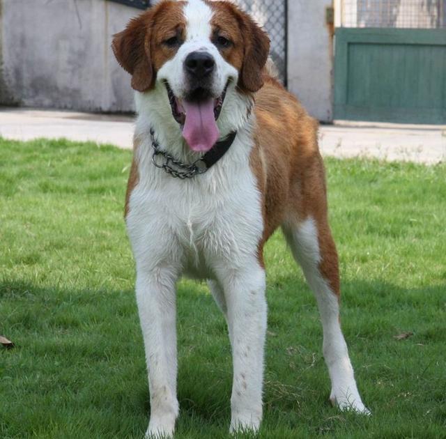 圣伯纳犬是雪山救援犬么,雪山救援犬圣伯纳报价