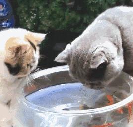 新手第一次养猫养什么品种好,小学生养猫英短猫掉毛吗