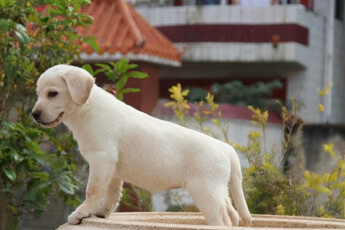 拉布拉多禁止饲养么,养拉布拉多用放笼子么