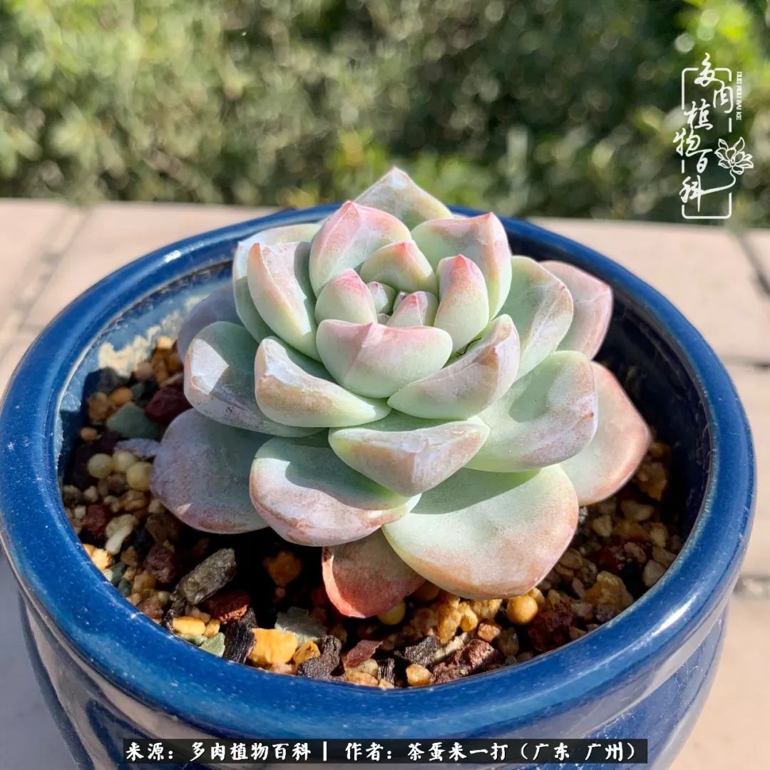在冬日阳光下，记一个多肉小白的养肉历程