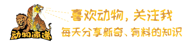 狮子能吃掉老虎和豹子吗,古人认为狮子能吃老虎吗