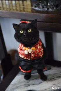 猫咪害怕放烟花的声音,猫咪害怕烟花爆竹的声音怎么办