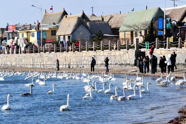 荣成海草房驿站,荣成生态民居海草房