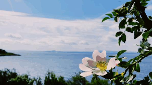 人生最美的风景是淡然,淡然人生最美的风景