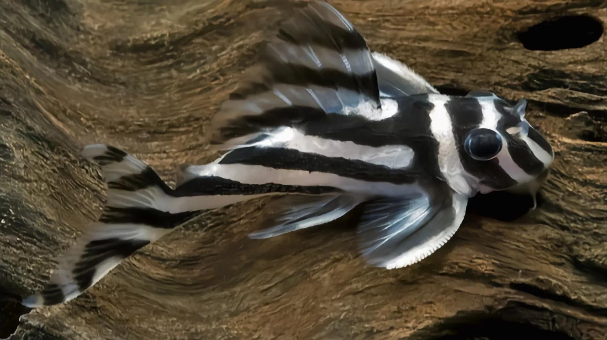 清道夫鱼是垃圾鱼吗,清道夫讨厌什么东西