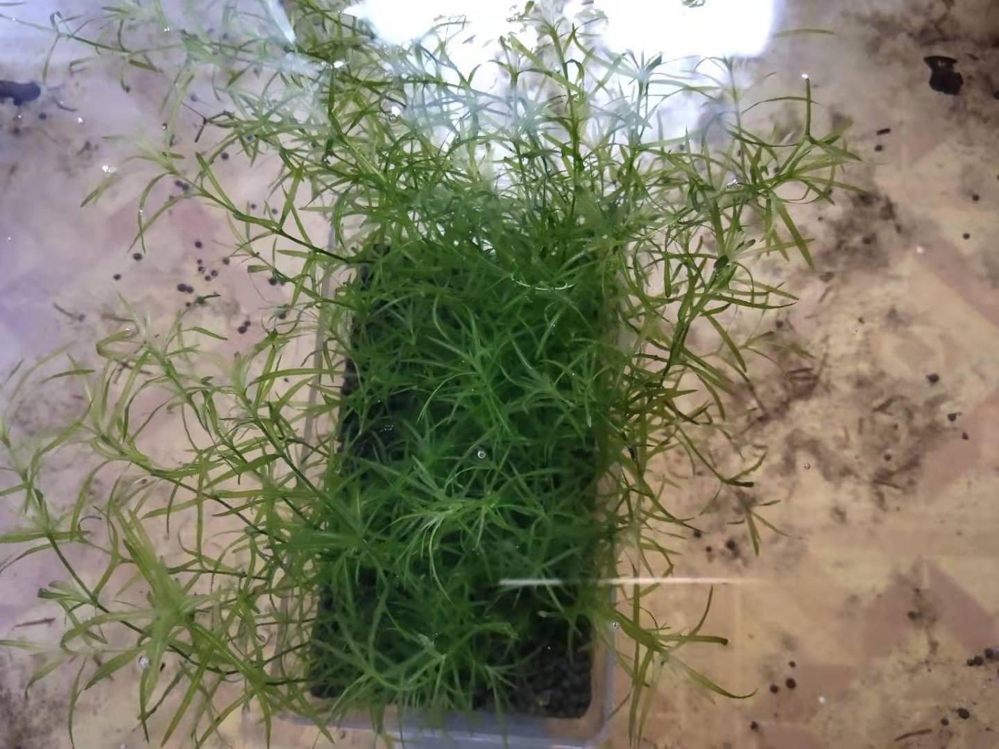 小金鱼怎么养才会生卵,家养的小金鱼会繁殖吗