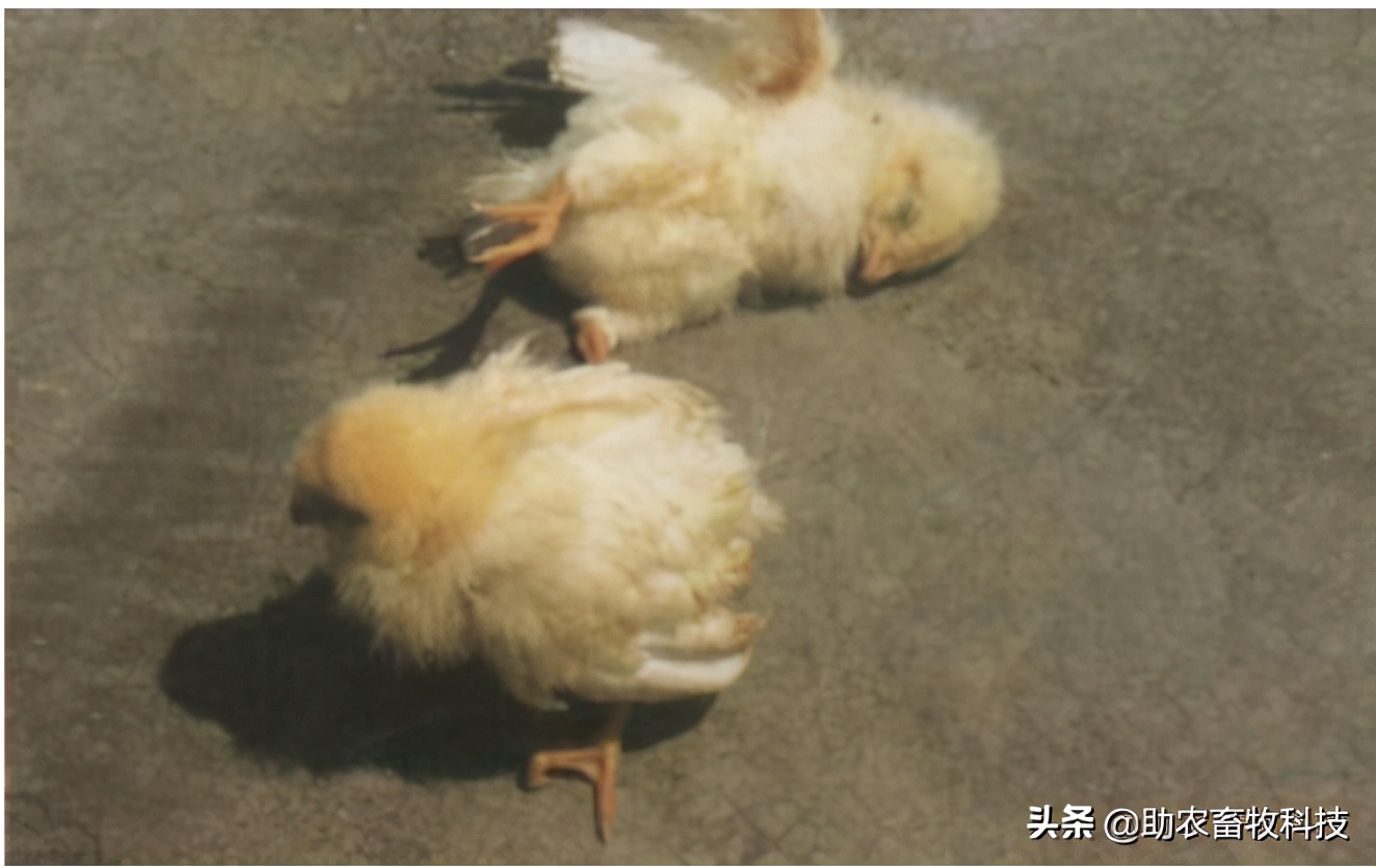 鸡脑脊髓炎的症状图片,鸡得了脑脊髓炎还能吃吗