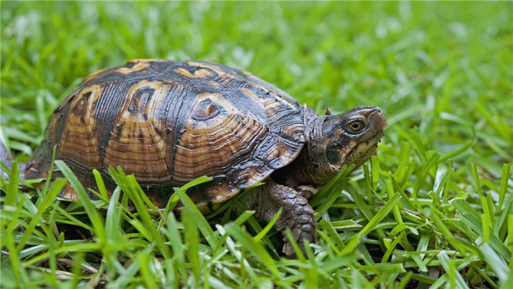 天气冷乌龟不吃食,乌龟不开口吃食怎么办