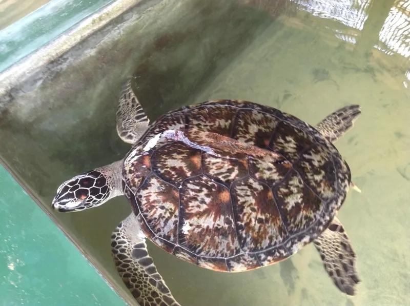 国际视野下的全球教育,国际教育中国教育