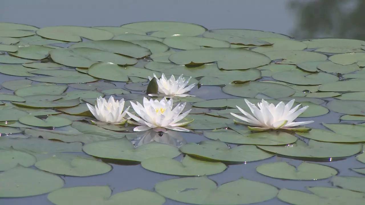 趣味古诗词游戏,经典古诗词游戏大全