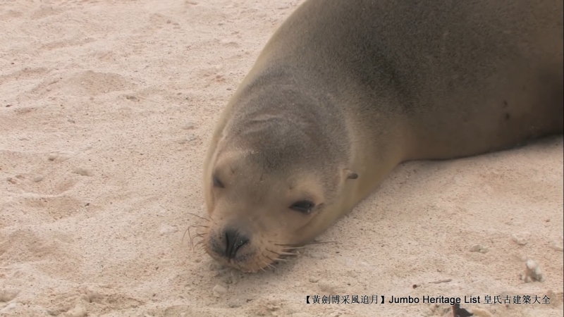 世界上最长寿的象龟多少岁,迄今发现最长寿的龟